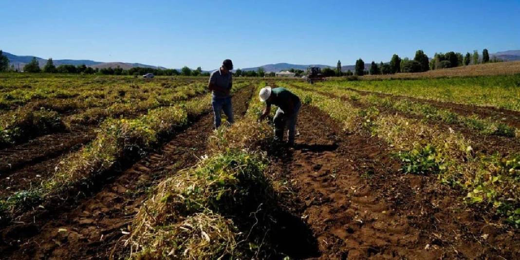 Adı şeker, lezzeti tescilli! Gümüşhane’den tüm Türkiye’ye: Kilosu 250 TL’den çokça satılıyor 3
